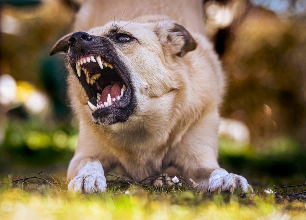 dog bite injury lawyer